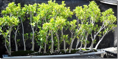 Ficus Tree Vertical Gardening