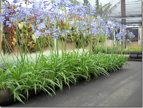 Flower Vertical Gardening