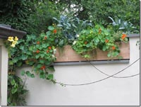 Chanticleer_hanging_plants_front