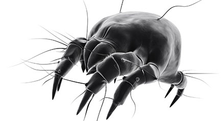 Dust Mite