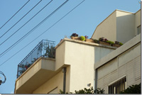 Fran_hanging_plant_rooftop