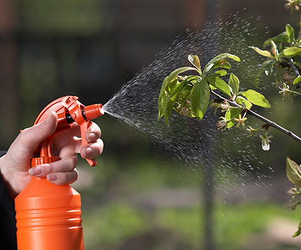 Spraying Pesticide