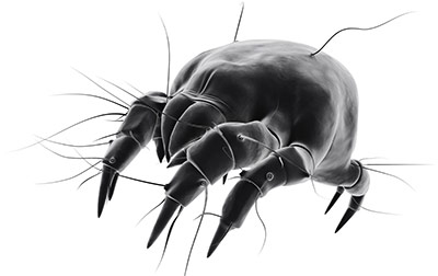 Dust Mite